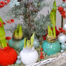 Композиция «Зимнее сердце» — новогодняя композиция с луковицами амариллисов, илексом и таежным мхом